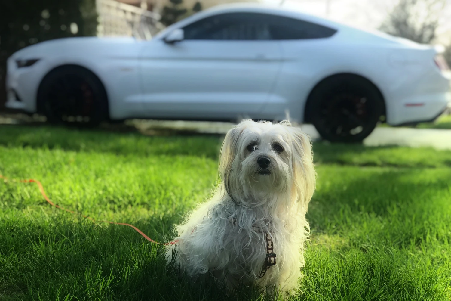 Nissan Altima Dog Carrier Car Seat for Havanese