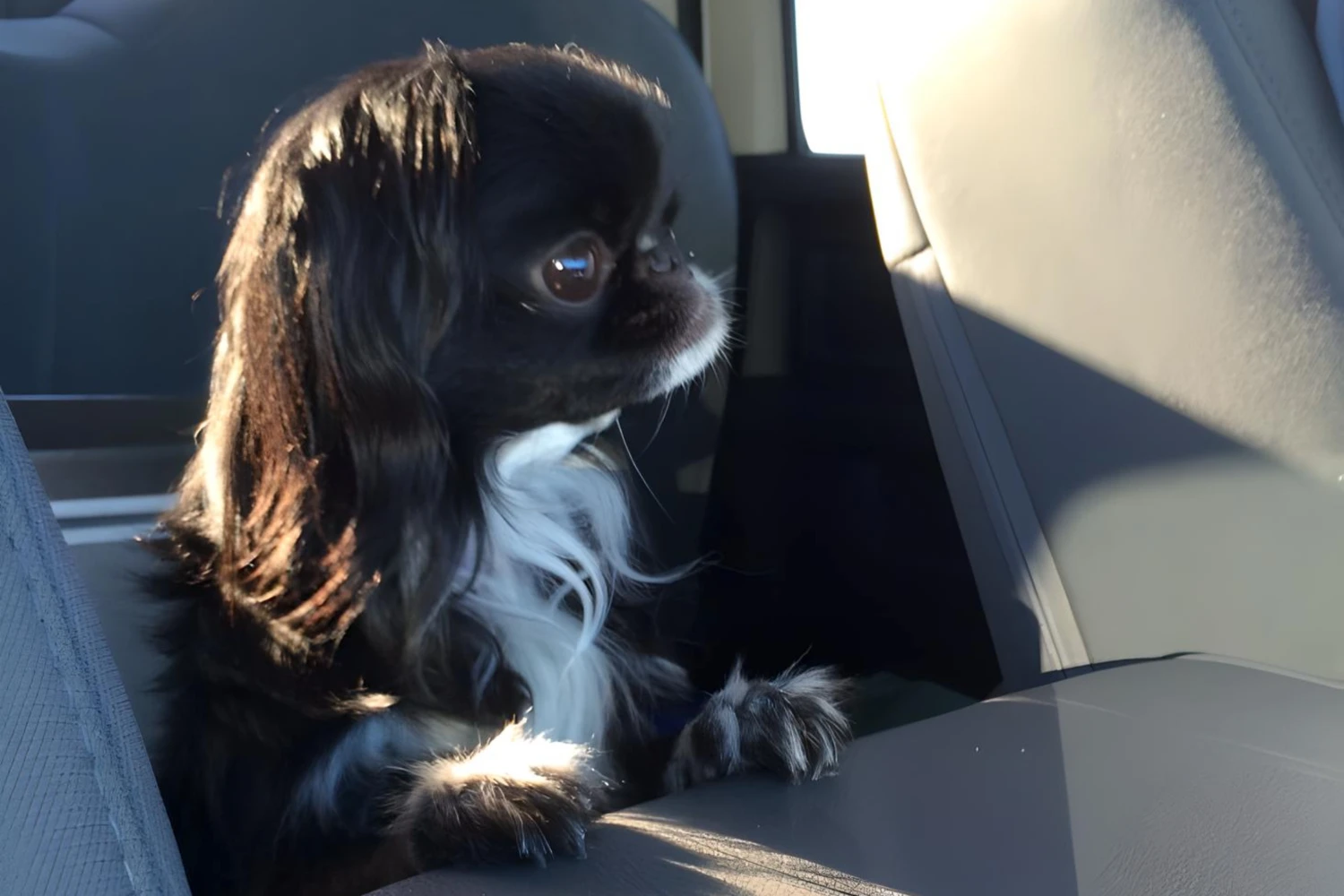 Mazda6 Dog Car Seat for Japanese Chin