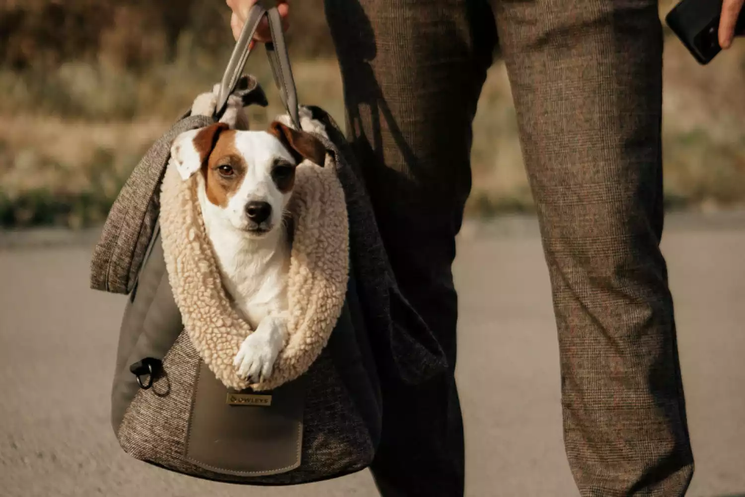 Toyota RAV4 Dog Carrier Car Seat for Jagdterrier