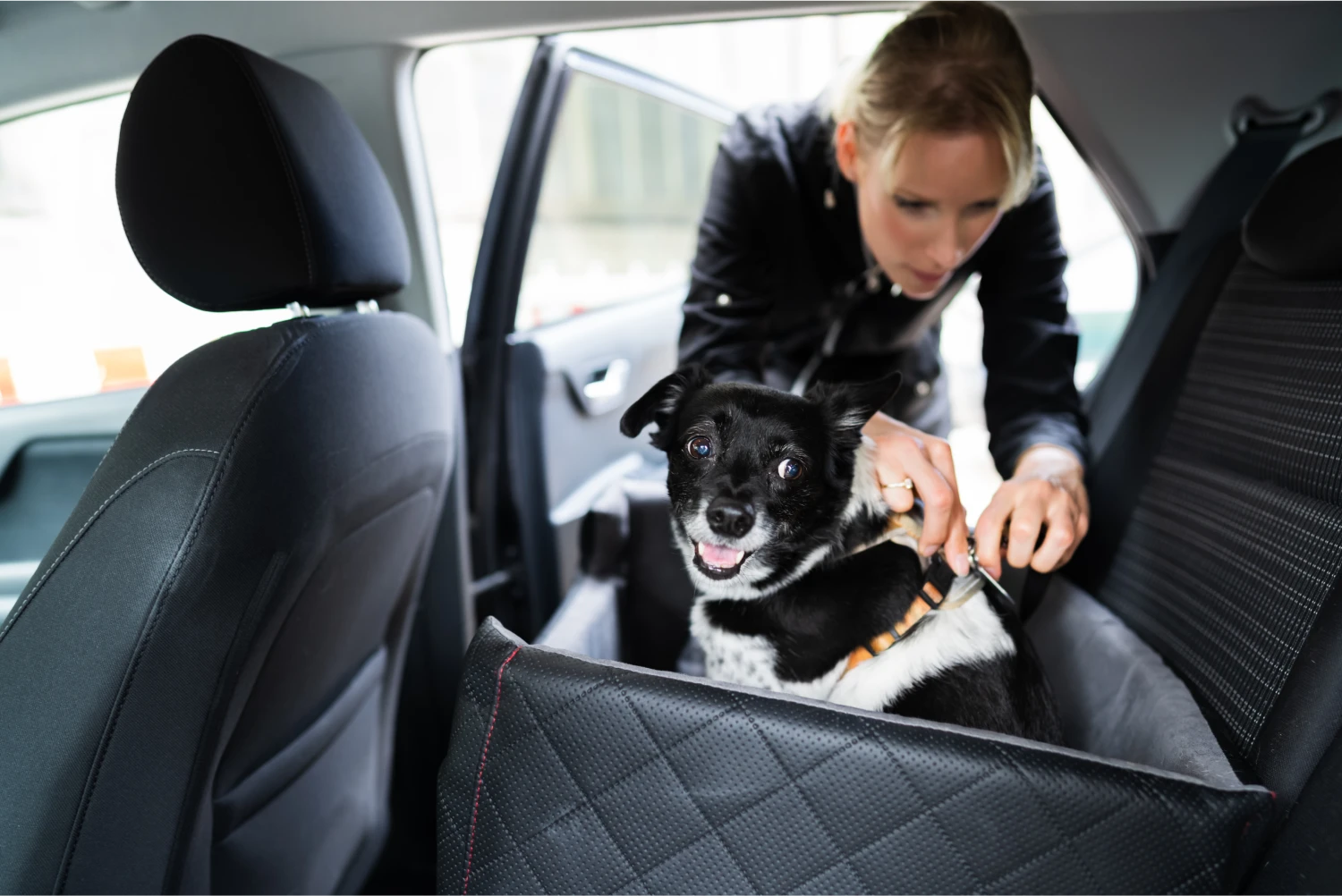 Australian Shepherds  Dog Safety Belt for Nissan Armada