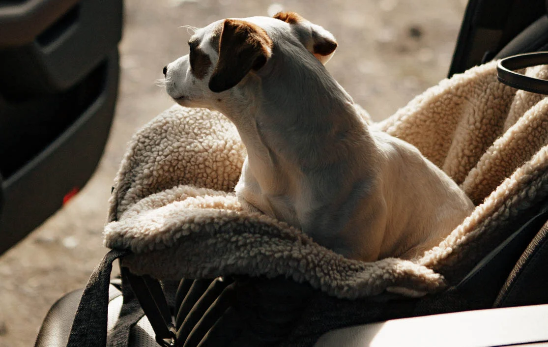 Dog Carrier Purse for Parson Russell Terrier